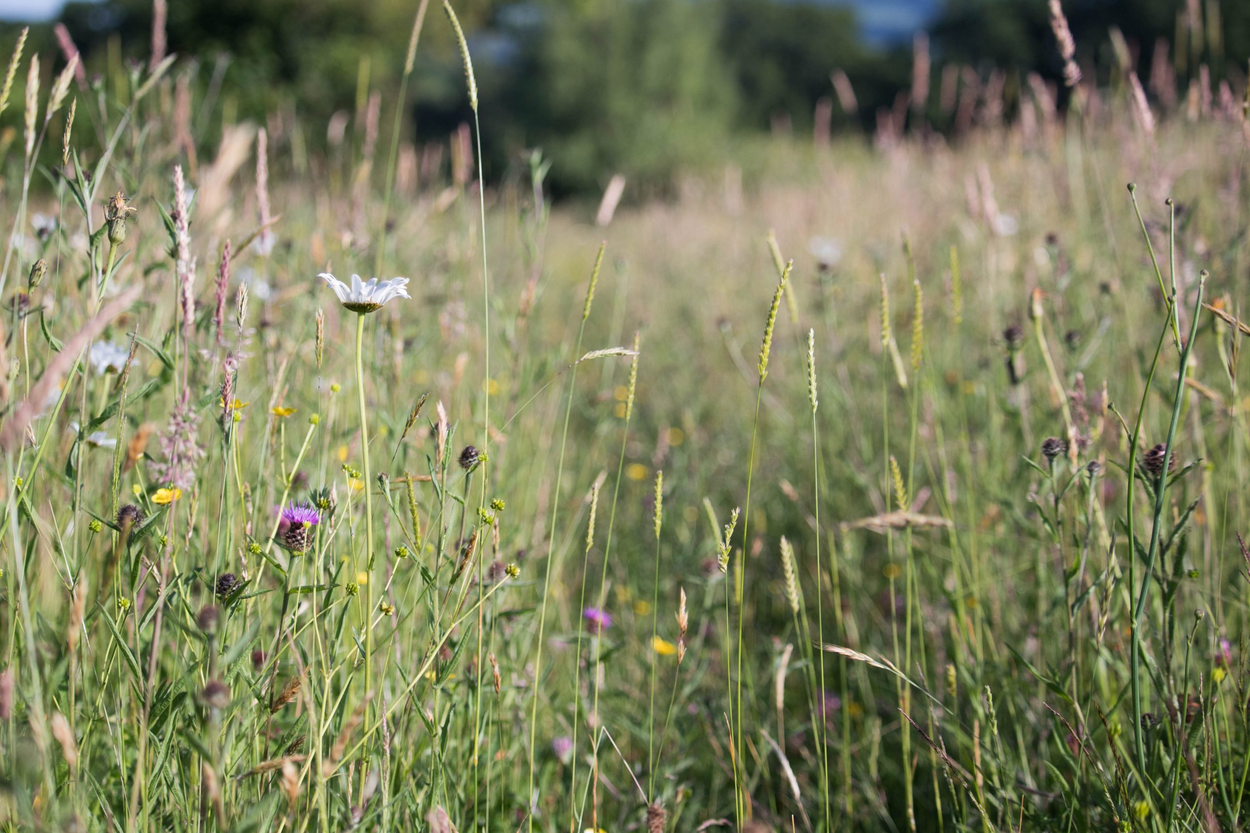 Greater Gwent Nature Recovery Action Plan